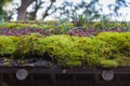 Green moss roof Royalty Free Stock Photo