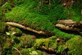 Green moss on the roots in forest Royalty Free Stock Photo