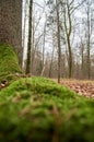 Green moss on the roots of a large ancient oak tree Royalty Free Stock Photo