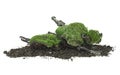 Green moss on rotten branch isolated on white background. Green moss on soil pile. Moss with dirt Royalty Free Stock Photo