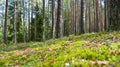 Green moss in the Russian forest in summer Royalty Free Stock Photo