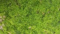 Green Moss. Seamless Texture. Stock, Photo, Picture Royalty Free Stock Photo