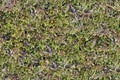 Green Moss. Seamless Tileable Texture Royalty Free Stock Photo