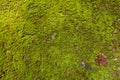Green Moss Seamless Tileable Texture Royalty Free Stock Photo