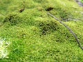 The Green Moss