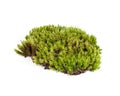 green moss sphagnum closeup isolated on white