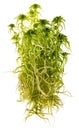 Moss - Sphagnum - peat moss close up