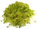 Moss - Sphagnum - peat moss close up