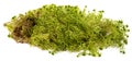 Moss - Sphagnum - peat moss close up