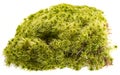 Moss - Sphagnum - peat moss close up
