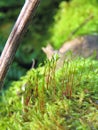 Green moss sporophytes with red stems in the sun deep in the woodland