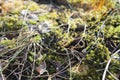 Green moss. spring day. moss in the sun. grass Royalty Free Stock Photo