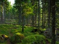 green moss in spruce tree forest Royalty Free Stock Photo