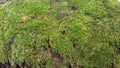 Green moss sticks to a stone