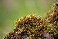 Green moss stone background closeup grass rock mossy rocky brown oak leaves lichen rocks forest macro close up surface boulder Royalty Free Stock Photo