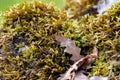 Green moss stone background closeup grass rock mossy rocky brown oak leaves lichen rocks forest macro close up surface boulder Royalty Free Stock Photo