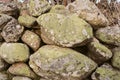 Green moss on stone background and texture. Old stone wall covered with moss. Royalty Free Stock Photo