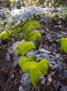 Green moss on on the stone a forest in Greece on a Sunny day