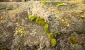 Green moss on the stone. Green mold on a gray old rock. Natural background texture. Texture of a stone wall covered with green Royalty Free Stock Photo