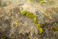 Green moss on the stone. Green mold on a gray old rock. Natural background texture. Texture of a stone wall covered with green Royalty Free Stock Photo