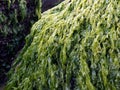 green moss on the stone, Indian Ocean sea algae. Sea algae. Royalty Free Stock Photo