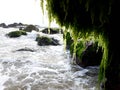 green moss on the stone, Indian Ocean sea algae. Sea algae. Royalty Free Stock Photo