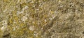 Green Moss on stone Texture. Mosses and lichens on the stone. Yellow - green and gray colors as a background. Close-up. Autumn