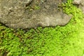 Green Moss on stone wall Royalty Free Stock Photo