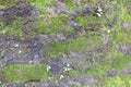 Green moss in the stone wall Royalty Free Stock Photo