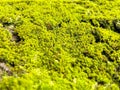 Green moss on stones. Background with small green leaves on stone Royalty Free Stock Photo