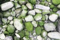 Green Moss Stones on a Beach