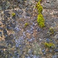 Green moss stuck on the wall Royalty Free Stock Photo
