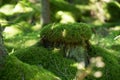 Green Moss Stump In The Forest Royalty Free Stock Photo