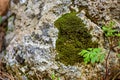 Green moss on stump tree in deep forest