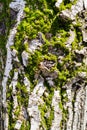 Green moss on surface od bark of old walnut tree Royalty Free Stock Photo