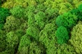 Green moss texture, backdround macro Royalty Free Stock Photo