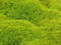 Green Moss Texture Background