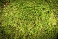 Green moss texture background copy space Royalty Free Stock Photo