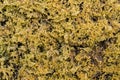 Green moss texture background macro closeup mossy grass close up wood rock stone wall lichen fern wall ground surface growing Royalty Free Stock Photo