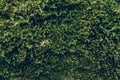 Green moss texture and background. Macro shot of moss surface on wooden background. Organic texture and background for design. Royalty Free Stock Photo