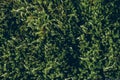 Green moss texture and background. Macro shot of moss surface on wooden background. Organic texture and background for design. Royalty Free Stock Photo