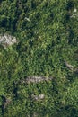 Green moss texture and background. Macro shot of moss surface on wooden background. Organic texture and background for design. Royalty Free Stock Photo