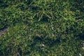 Green moss texture and background. Macro shot of moss surface on wooden background. Organic texture and background for design. Royalty Free Stock Photo