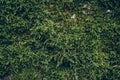 Green moss texture and background. Macro shot of moss surface on wooden background. Organic texture and background for design. Royalty Free Stock Photo