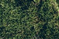 Green moss texture and background. Macro shot of moss surface on wooden background. Organic texture and background for design. Royalty Free Stock Photo