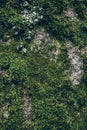 Green moss texture and background. Macro shot of moss surface on wooden background. Organic texture and background for design. Royalty Free Stock Photo