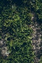 Green moss texture and background. Macro shot of moss surface on wooden background. Organic texture and background for design. Royalty Free Stock Photo