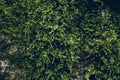 Green moss texture and background. Macro shot of moss surface on wooden background. Organic texture and background for design. Royalty Free Stock Photo