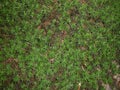 Green moss texture background, moss plant in the forest. Royalty Free Stock Photo