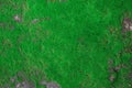 The Green Moss Texture Background